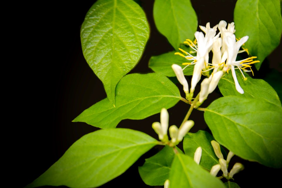 Low Key Honeysuckle flower