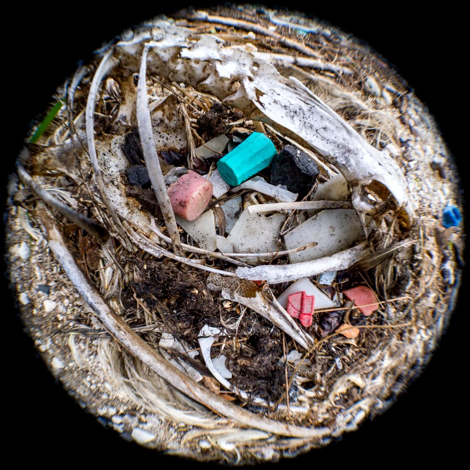 An albatross carcass bursts with plastic