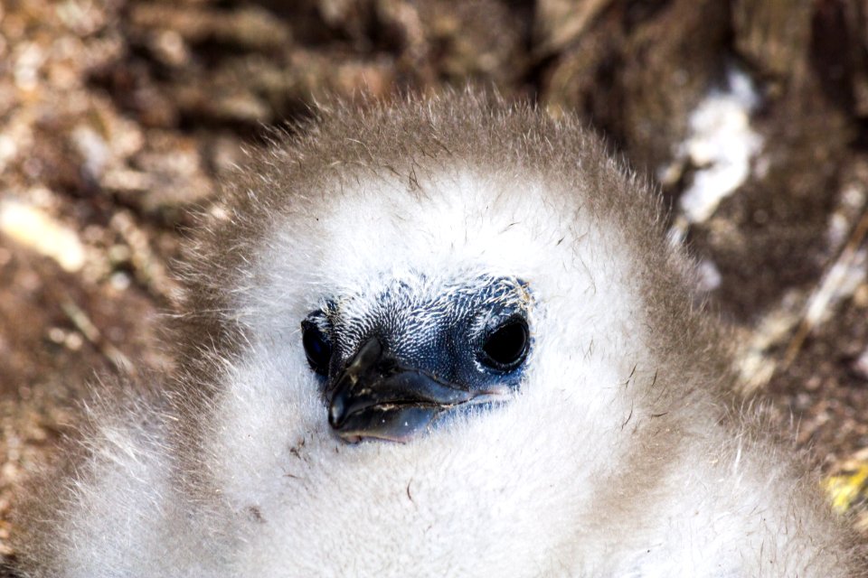 A fluffy red-tailed tropicbird (Phaethon rubricauda) chick