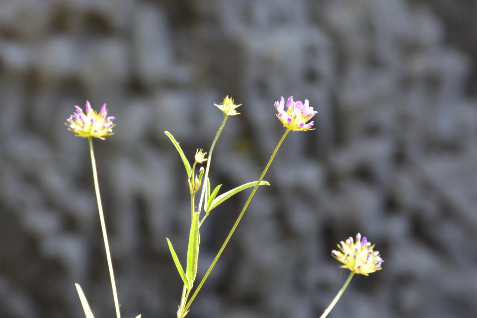 Flowers on the stones photo