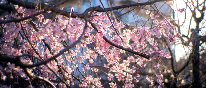 Cherry Blossoms 2020