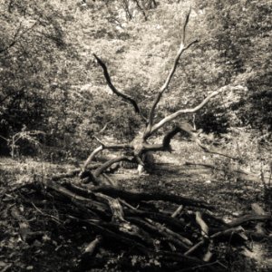 Oxleas Wood