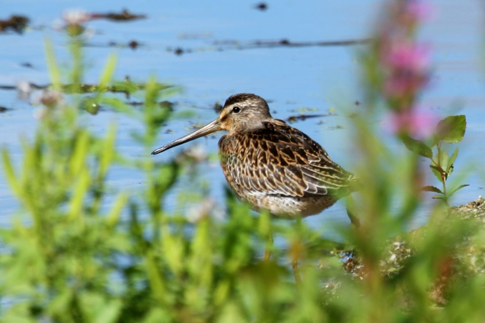 Short-billed Dowitcher