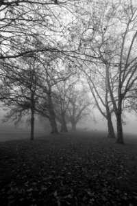 Foggy Greenwich Park