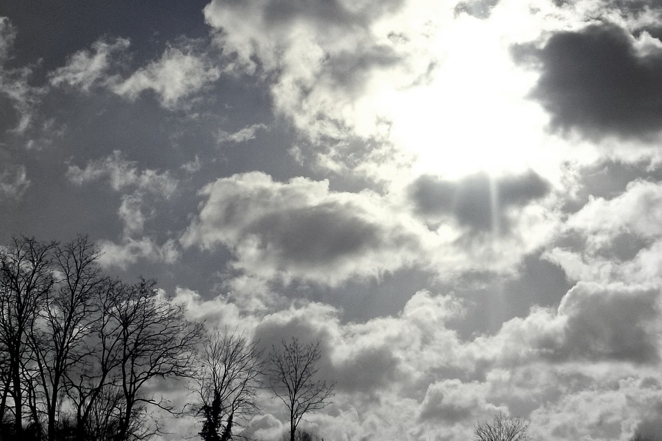 Trees nature landscape