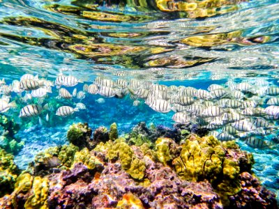 A school of convict tang (Acanthurus triostegus) swims through Midway's fringing reef