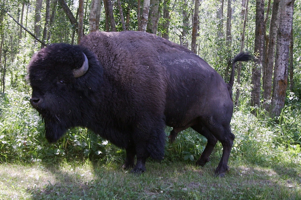 Buffalo canada elk island national park
