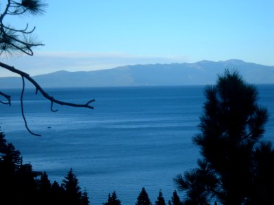Tahoe Between the Trees