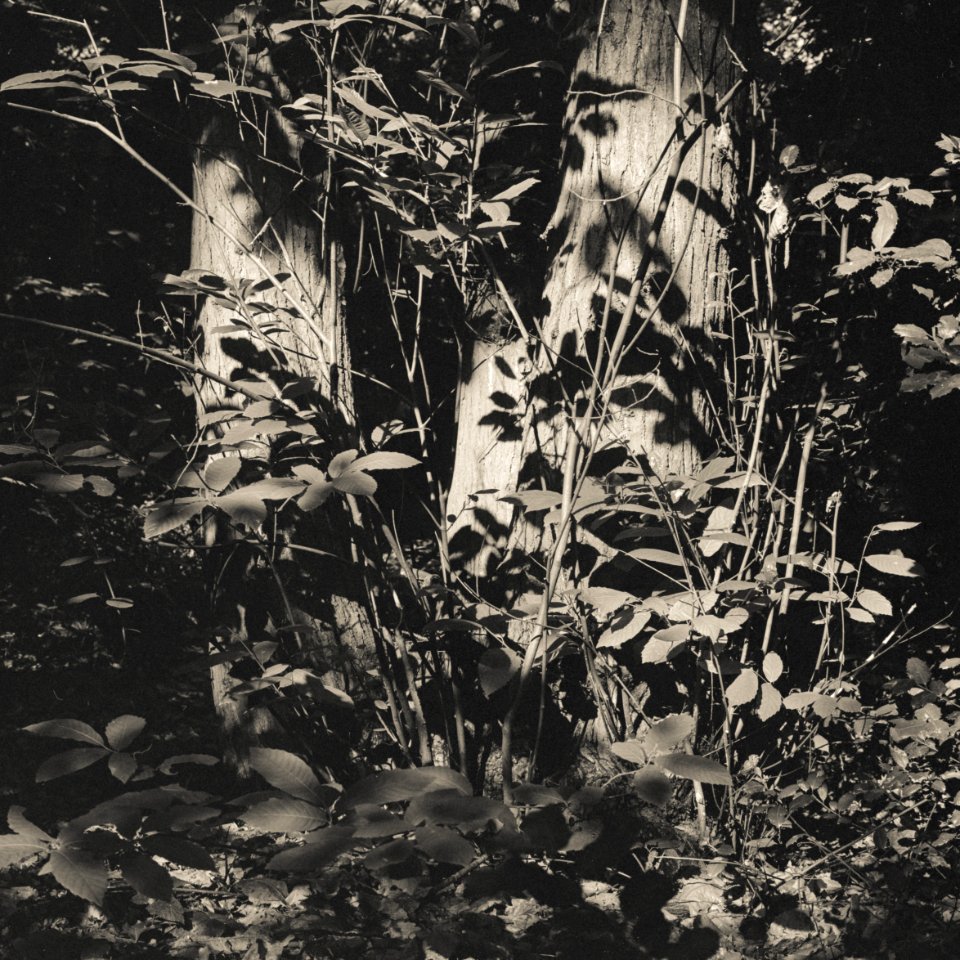 Oxleas Wood