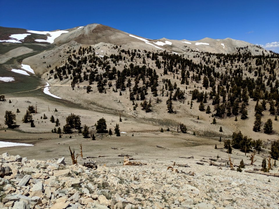 The bizarre alpine moonscape of California's White Mountains, viewed from Patriarch Grove