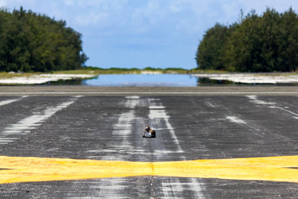 Sitting in a rather dangerous spot, this juvenile Laysan albatross (Phoebastria immutabilis) probably won't fledge photo