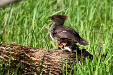 Hooded Merganser mama photo