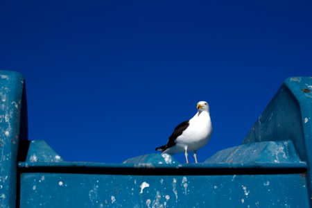 Gaviota Dominicana photo