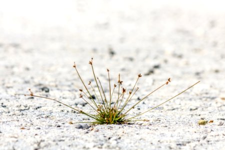 Button sedge (Fimbristylis cymosa) on Midway Atoll photo