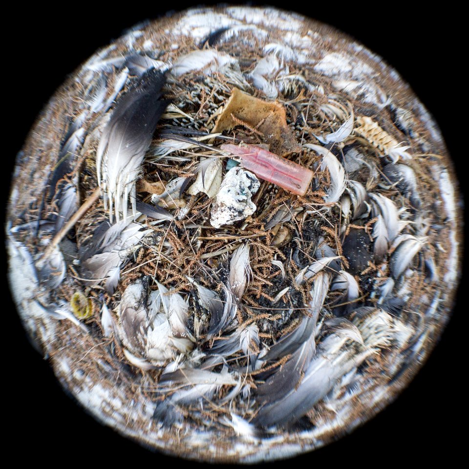 A plastic lighter inside an albatross carcass