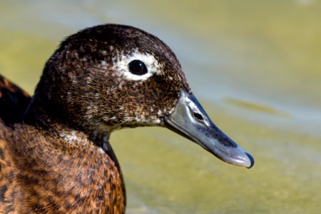 Close-up of an adult male Laysan duck (Anas laysanensis)