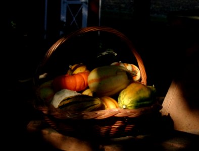 Gourds