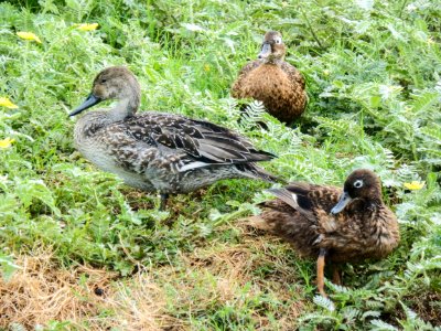 Size difference between adult male and female Laysan ducks (Anas laysanensis) and the vagrant female northern pintail photo