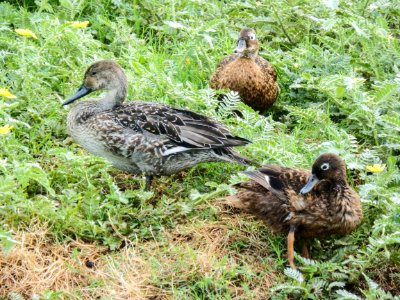 Size difference between adult male and female Laysan ducks (Anas laysanensis) and the vagrant female northern pintail