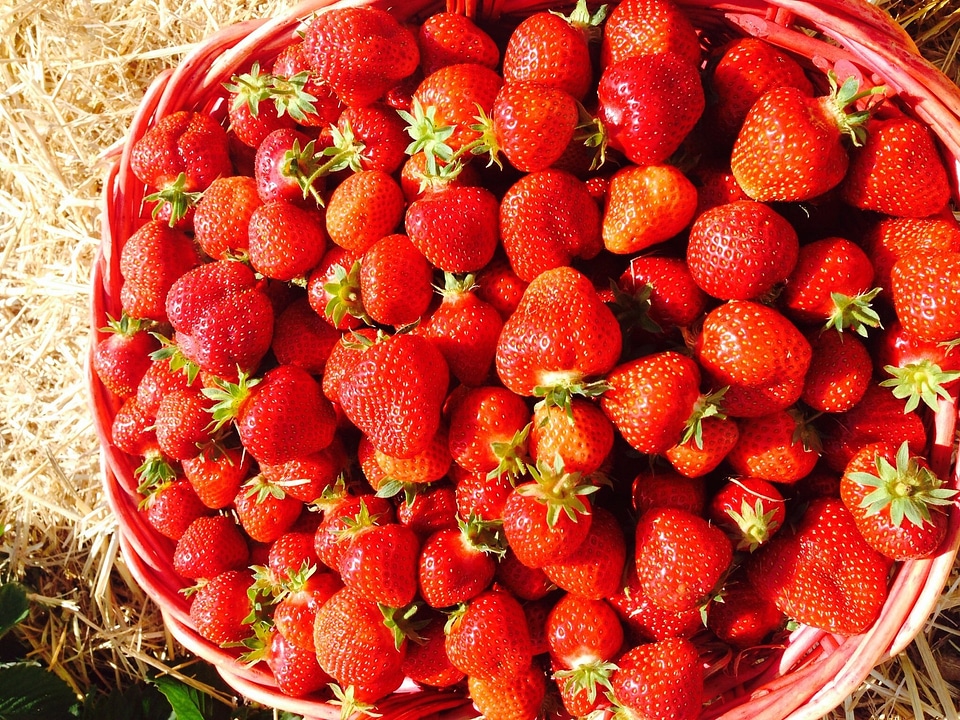 Delicious berry plant
