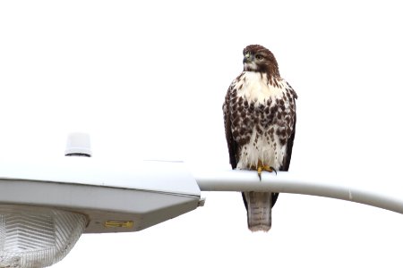 Red-tailed Hawk photo