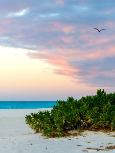A brown noddy (Anous stolidus) flies over Naupaka (Scaevola taccada) bushes on North Beach at sunset