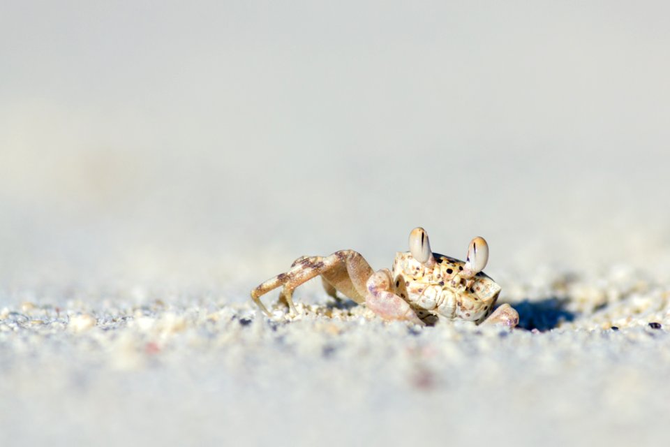 A ghost crab creeps out of its hole on North Beach