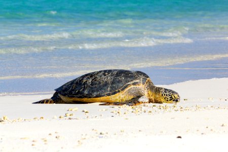 A green sea turtle (Chelonia mydas) rests on the appropriately named Turtle Beach photo
