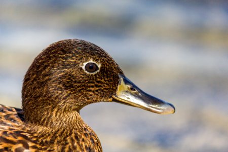 Close-up of a juvenile Laysan duck (Anas laysanensis) photo