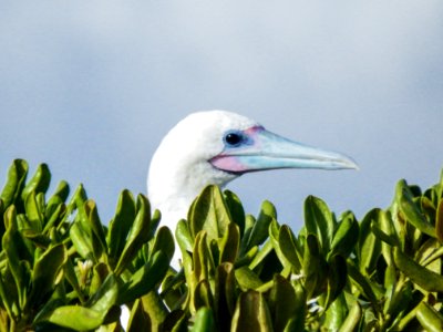 An adult red-footed booby (Sula sula) sits in a beach naupaka (Scaevola taccada) bush photo