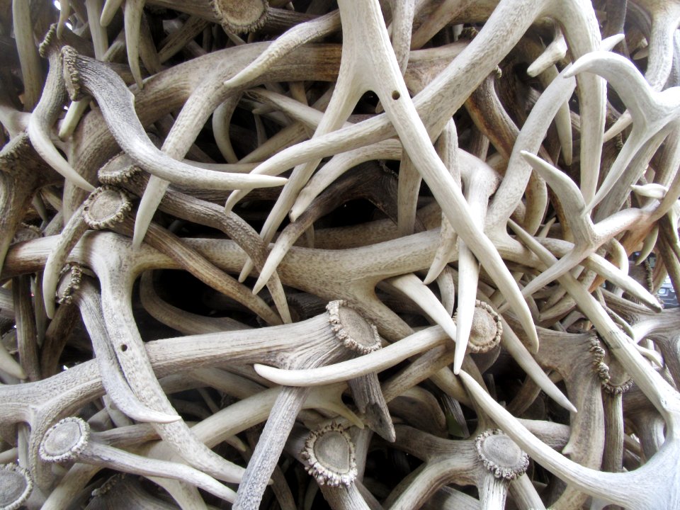 Jackson Hole Elkhorn Arch Close-up