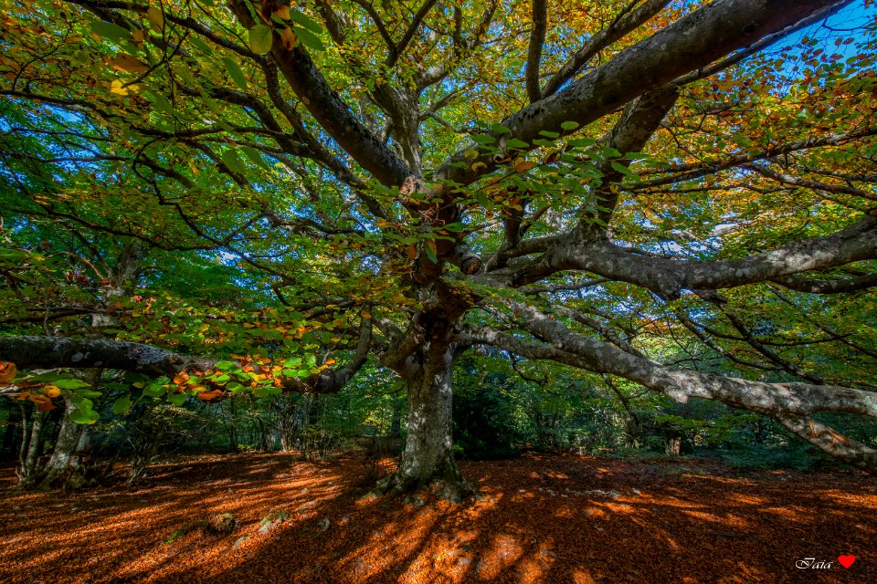 Profumo di autunno