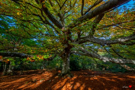 Profumo di autunno photo