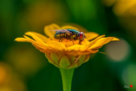 Mosca verde
