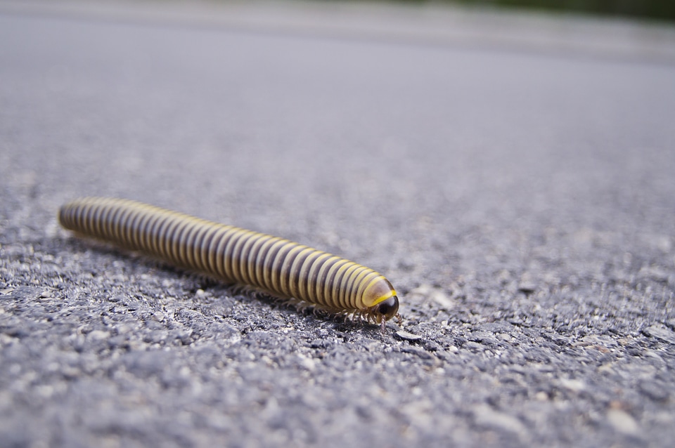 Centipedes worm asphalt