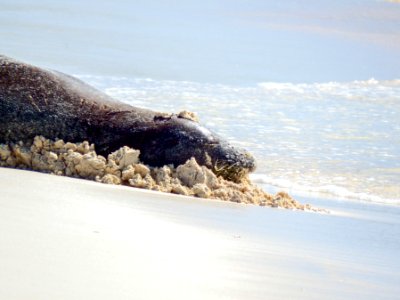 A Hawaiian monk seal (Neomonachus schauinslandi) rests on the beach. Photo taken from a distance of at least 50 feet. photo
