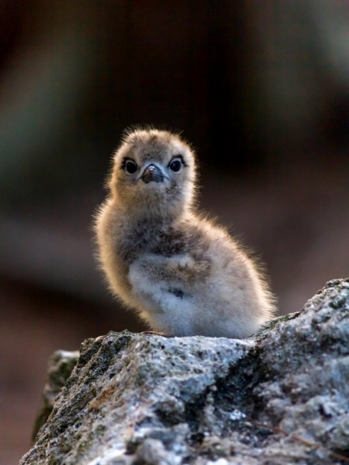 A white tern (Gygis alba) chick glows in the afternoon sun