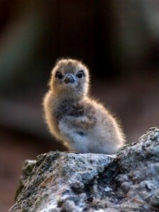 A white tern (Gygis alba) chick glows in the afternoon sun