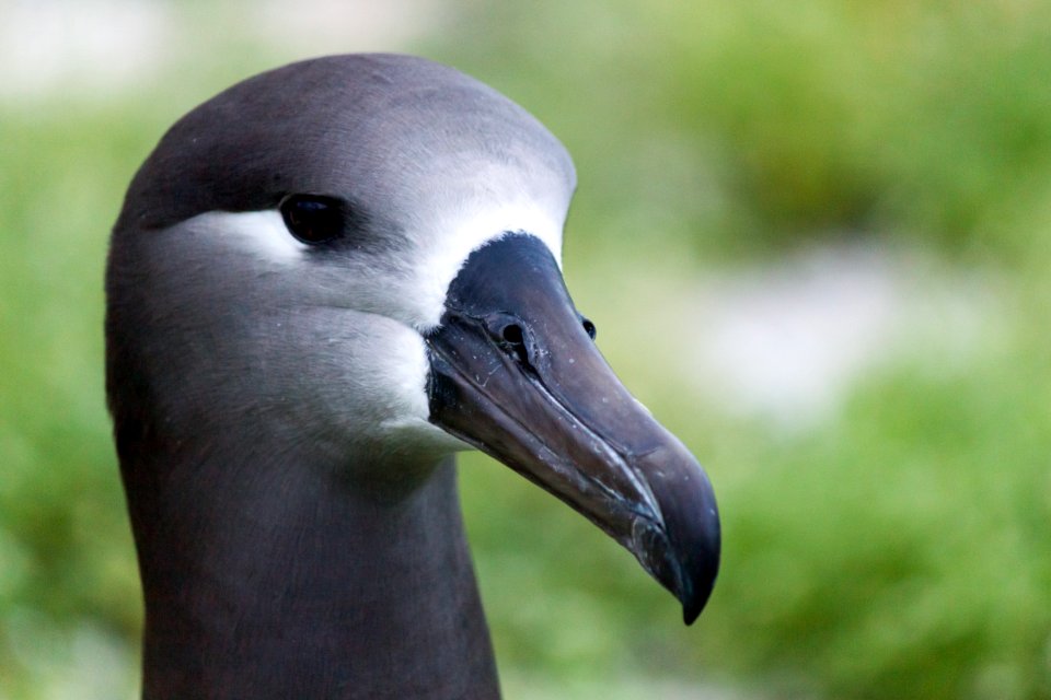 Close-up of a black-footed albatross (Phoebastria nigripes)