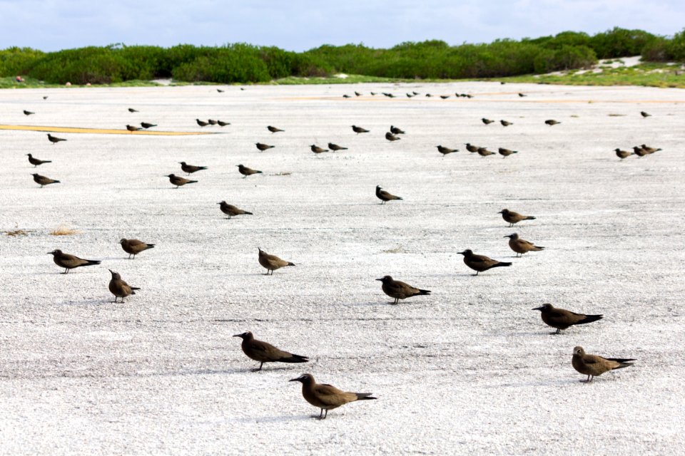 Brown noddies (Anous stolidus) hanging out at the end of the runway
