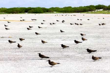 Brown noddies (Anous stolidus) hanging out at the end of the runway