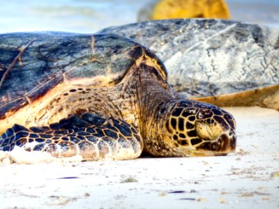 A green sea turtle (Chelonia mydas) rests on the appropriately named Turtle Beach