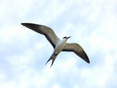 A sooty tern (Onychoprion fuscatus) in flight