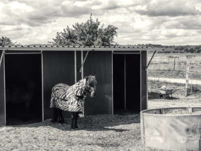 Zebra Emulation