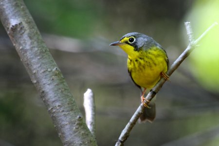 Canada Warbler - my favorite warbler