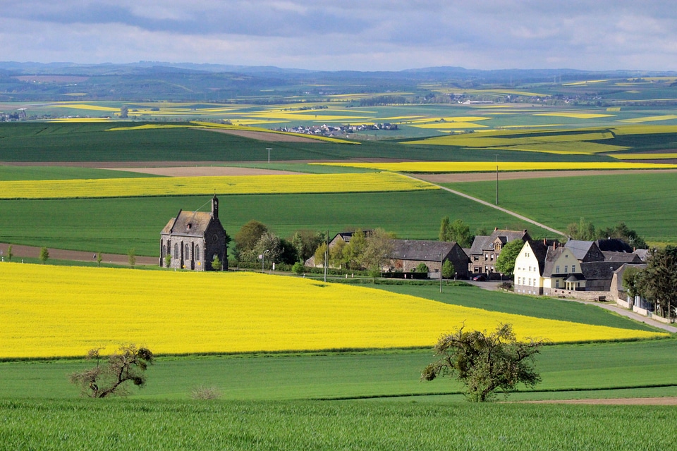Oilseed rape landscape eifel