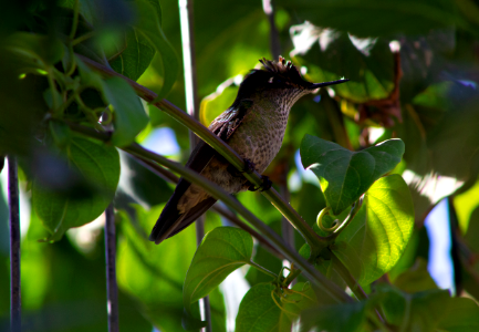 Colibrí- Villa Alemana