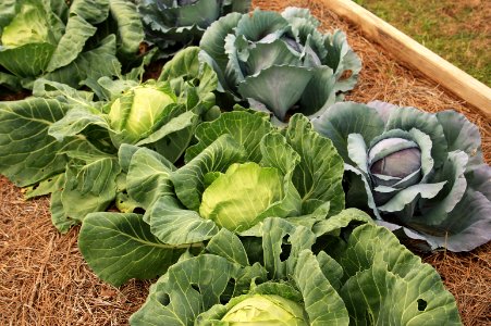 Rows of cabbage photo