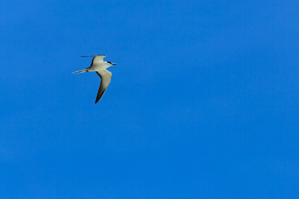 A sooty tern (Onychoprion fuscatus) in flight