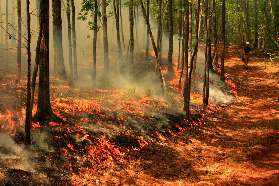 Prescribed Burn, fire break